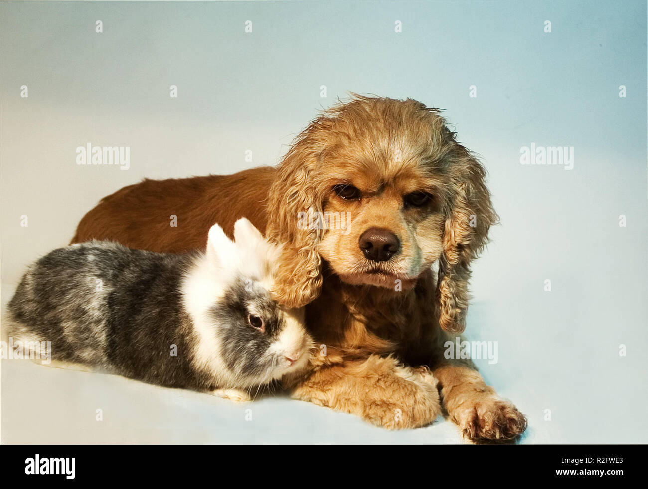 Como perro y el conejo ... Foto de stock