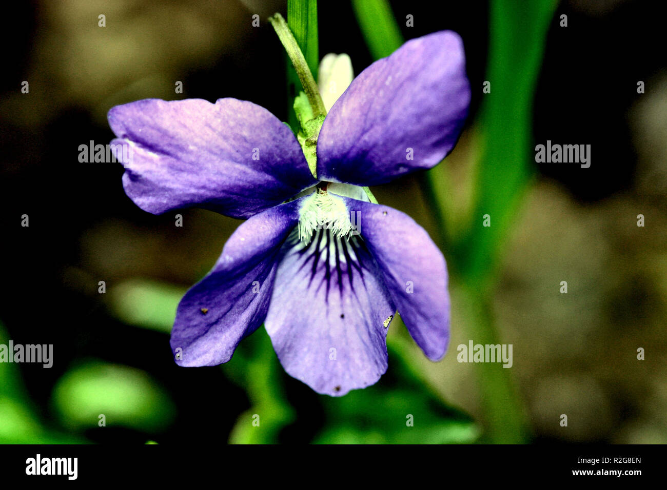 La romántica flor azul Foto de stock