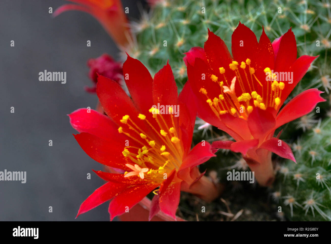 flores de cactus Foto de stock