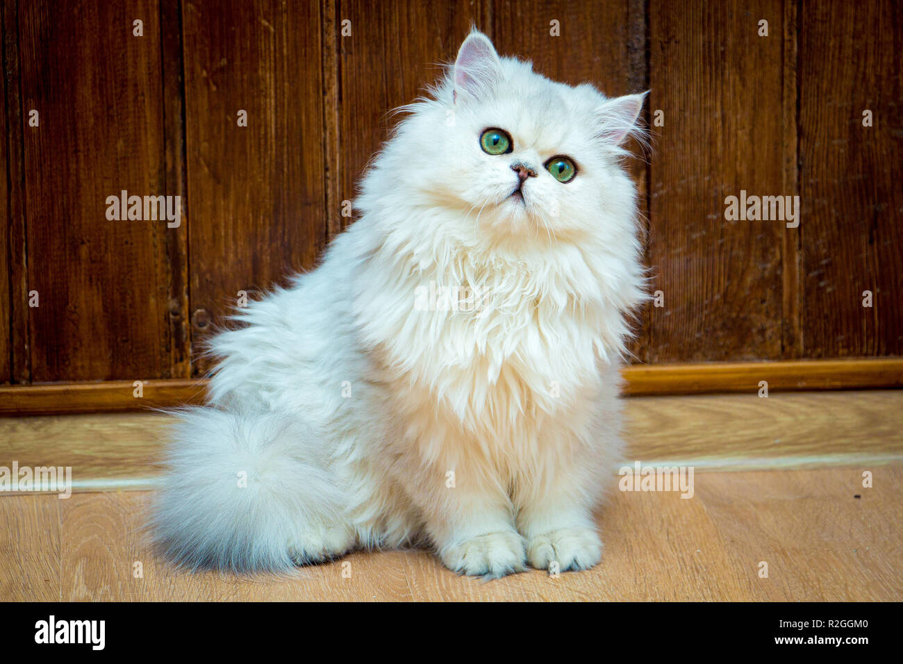 Suaves gato Británico de Pelo Largo de color plateado con ojos verdes se  sienta y mira a la cámara Fotografía de stock - Alamy