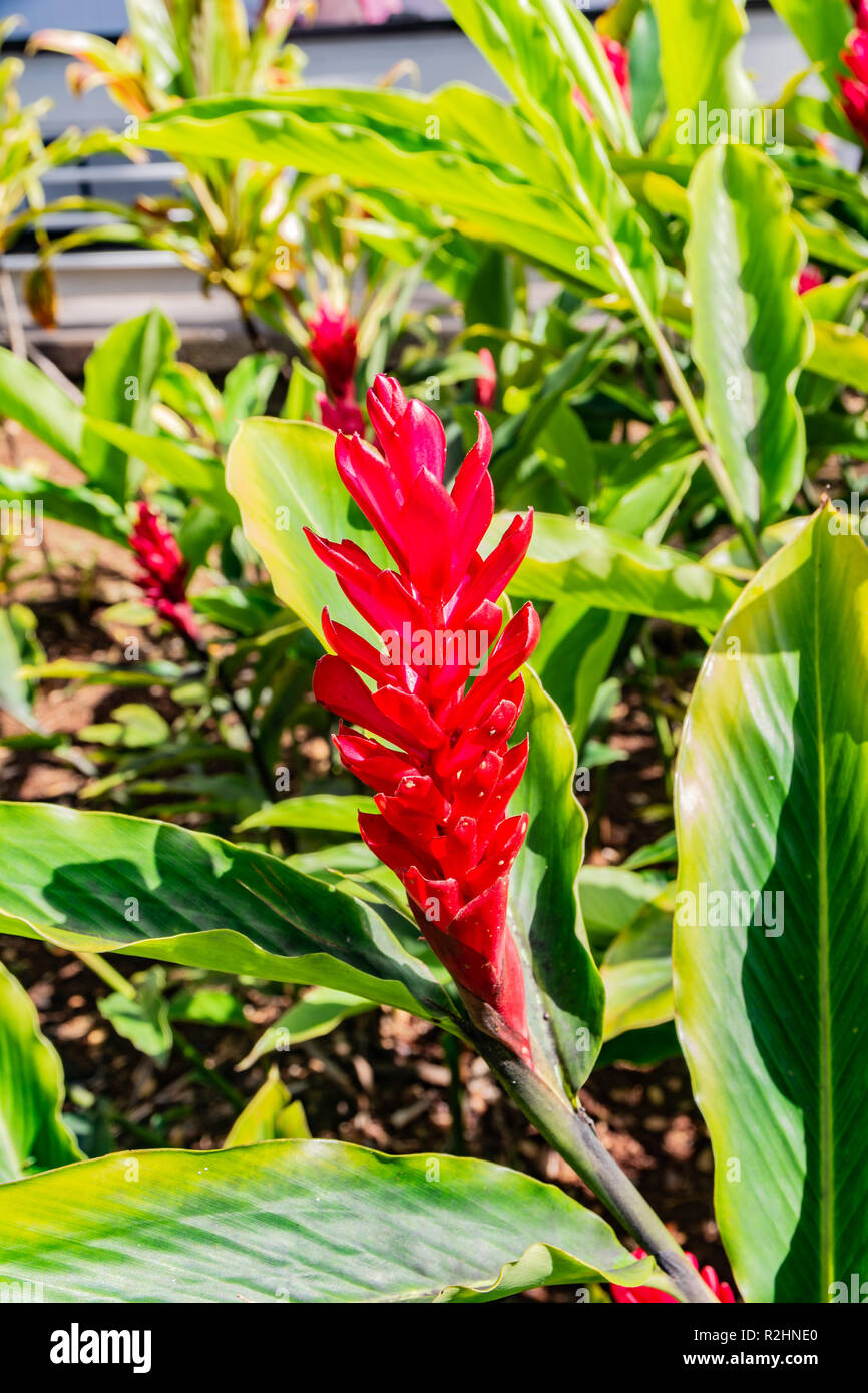 Flor hawaiana nativa fotografías e imágenes de alta resolución - Alamy