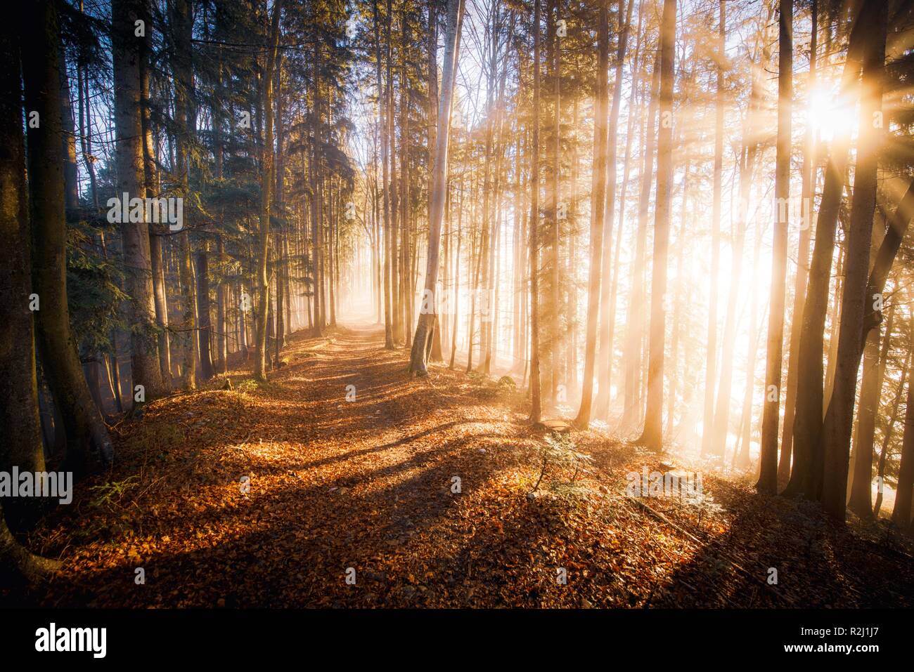 Otoño en el bosque de niebla, Salzburgo, Austria Foto de stock