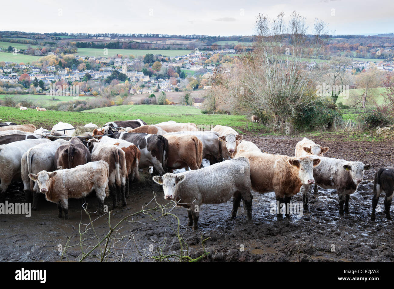 Las vacas de pie en el barro por encima de la aldea Blockley tomada desde la acera pública, Blockley, Cotswolds, Gloucestershire, Inglaterra, Reino Unido, Europa Foto de stock