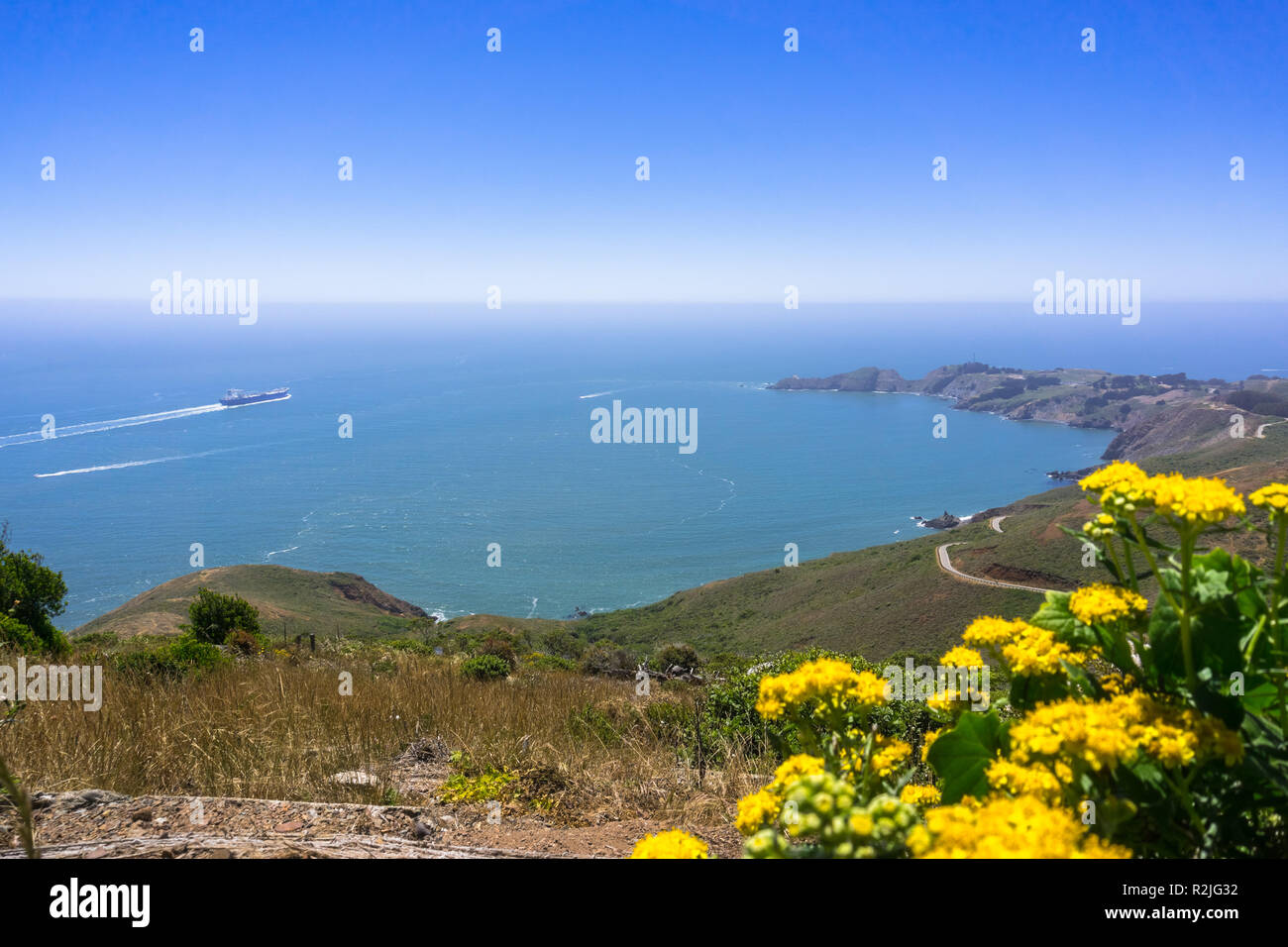 Golden Yarrow (Eriophyllum confertiflorum) flores silvestres que florecen en las colinas de Marin; la costa del Océano Pacífico en el fondo; SF bay Foto de stock