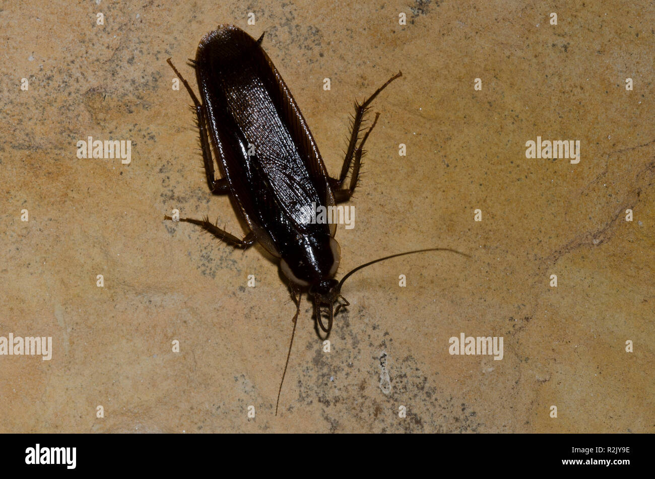 Cucaracha, Madera de Pennsylvania Parcoblatta pennsylvanica, limpieza macho antena mientras en el lateral de la casa Foto de stock