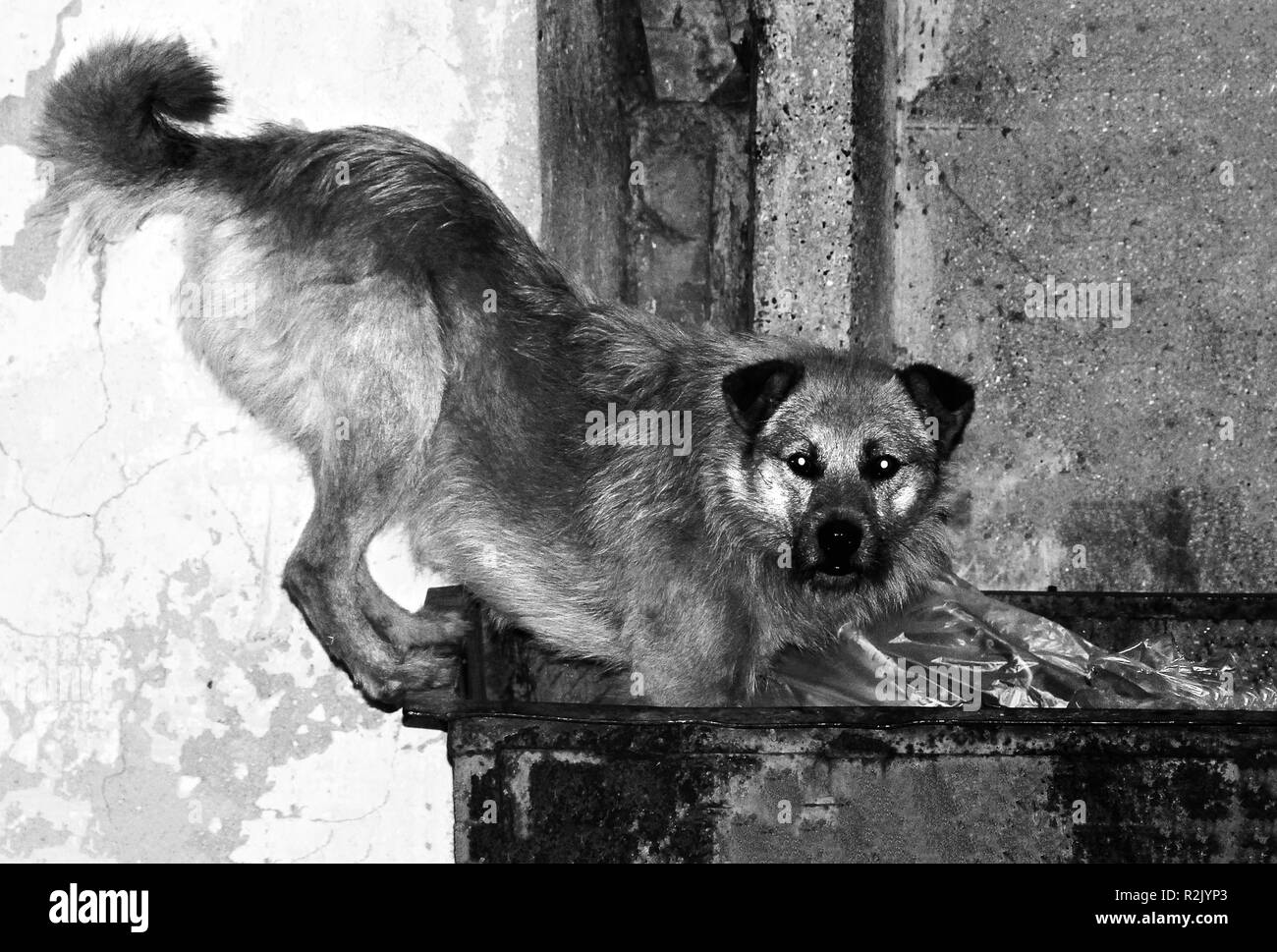 Homelless perro está buscando comida. fotografía en blanco y negro. Foto de stock