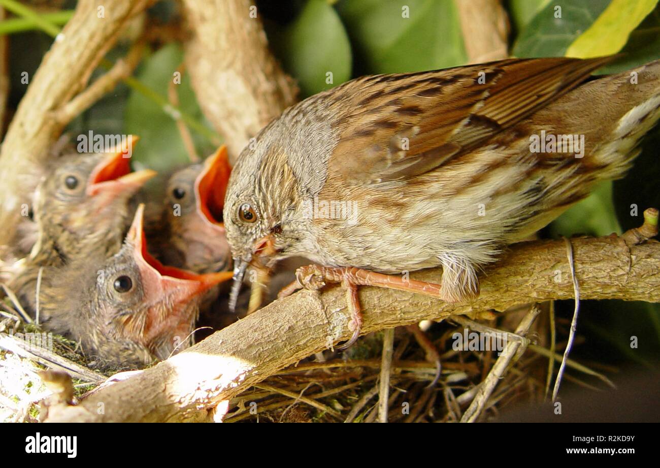 Dunnock 3 Foto de stock