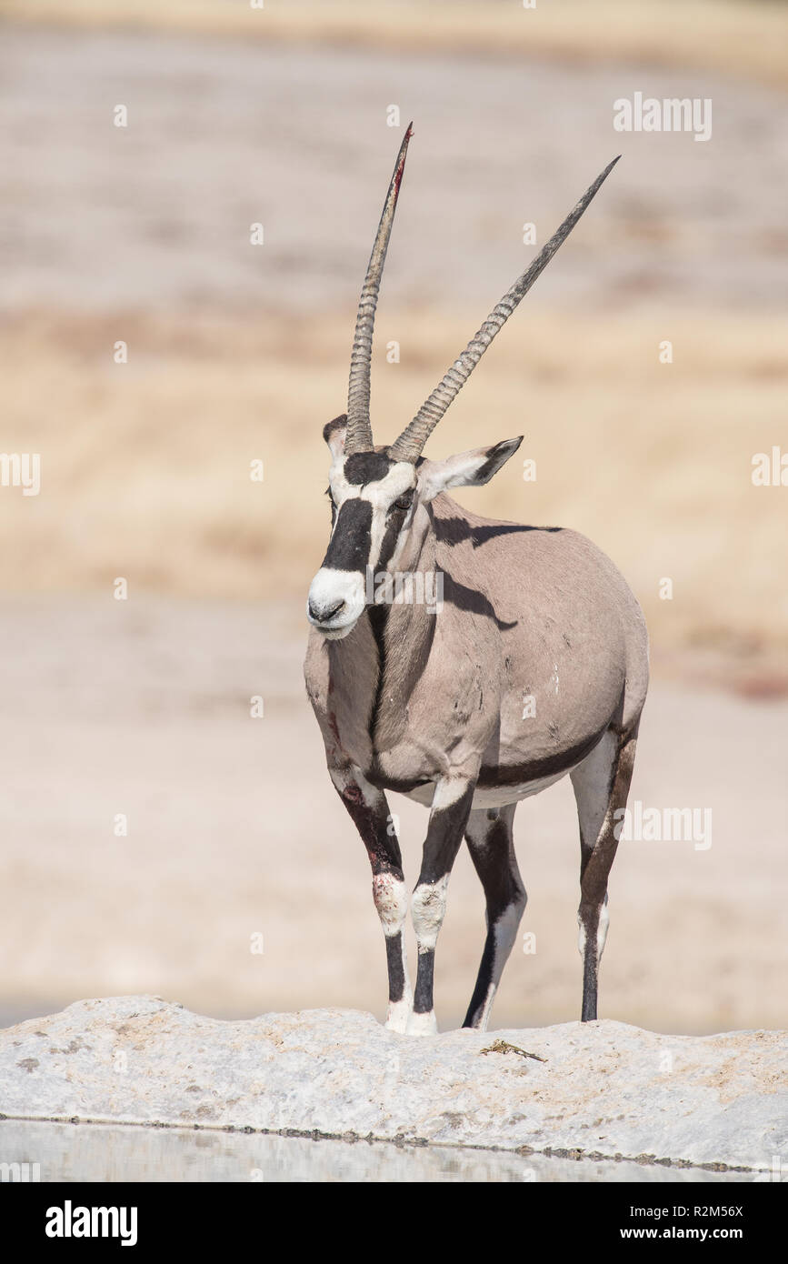 Oryx en semi-desierto Foto de stock