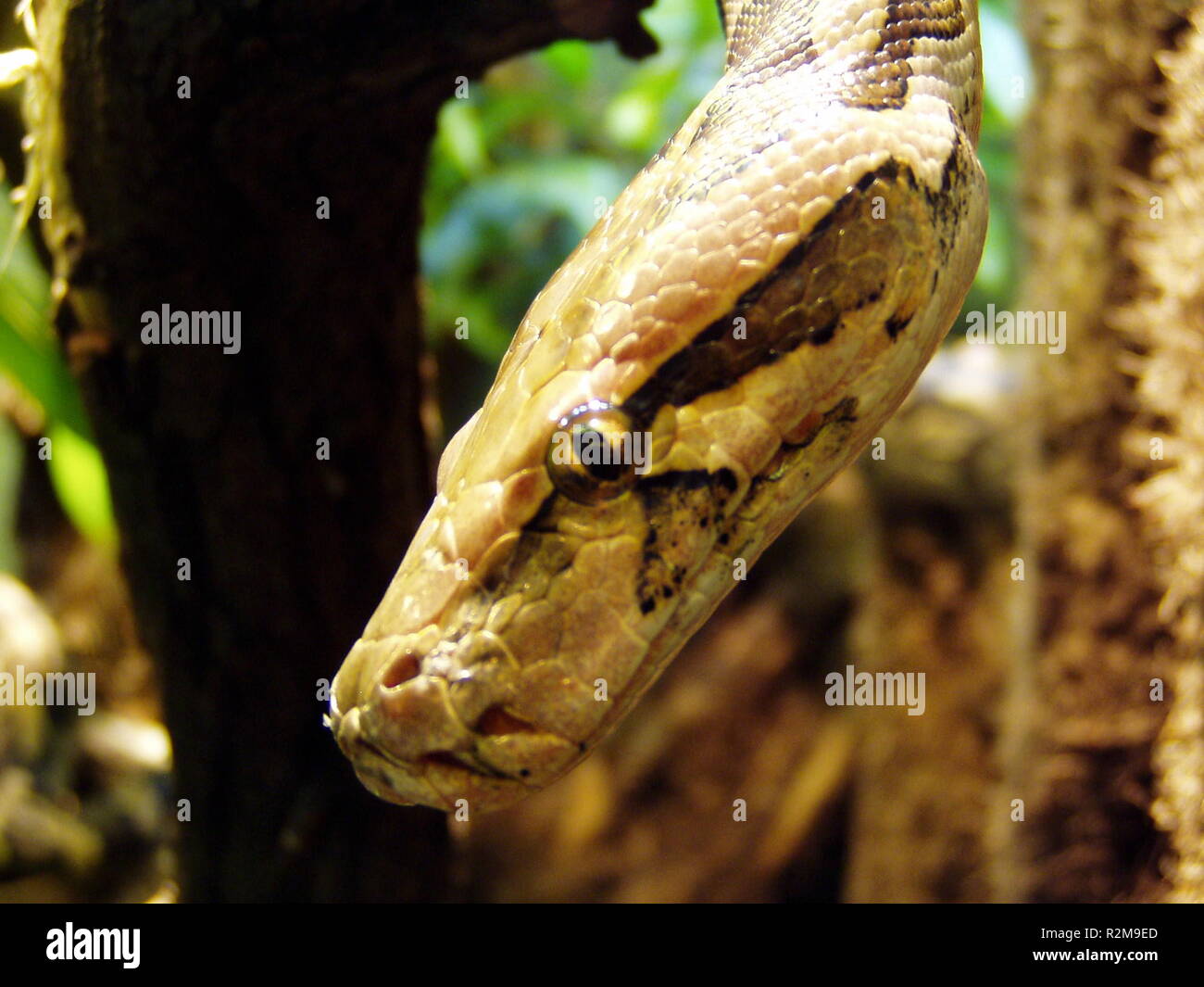 serpiente Foto de stock