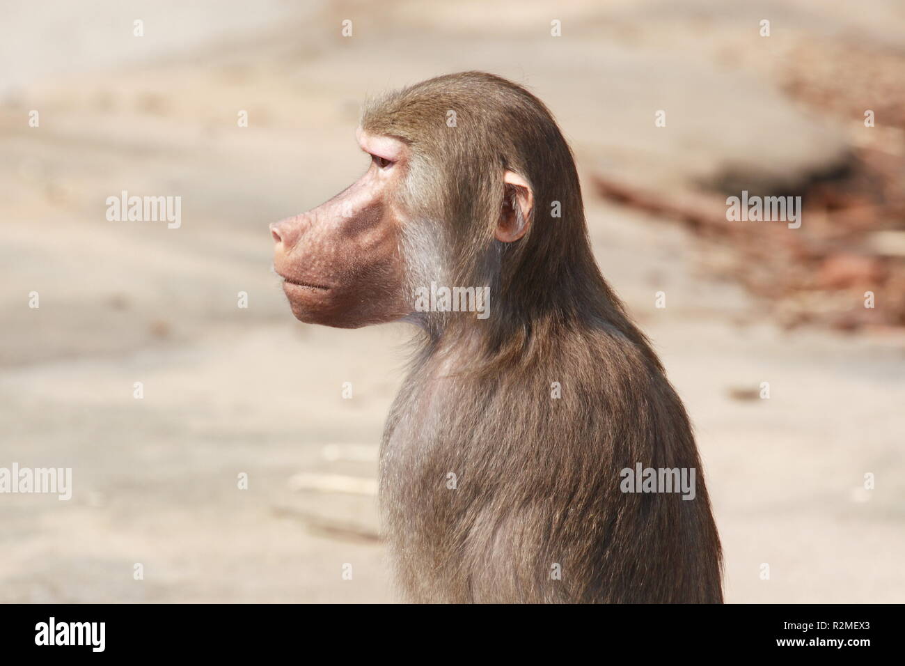 Orejas de mono fotografías e imágenes de alta resolución - Alamy