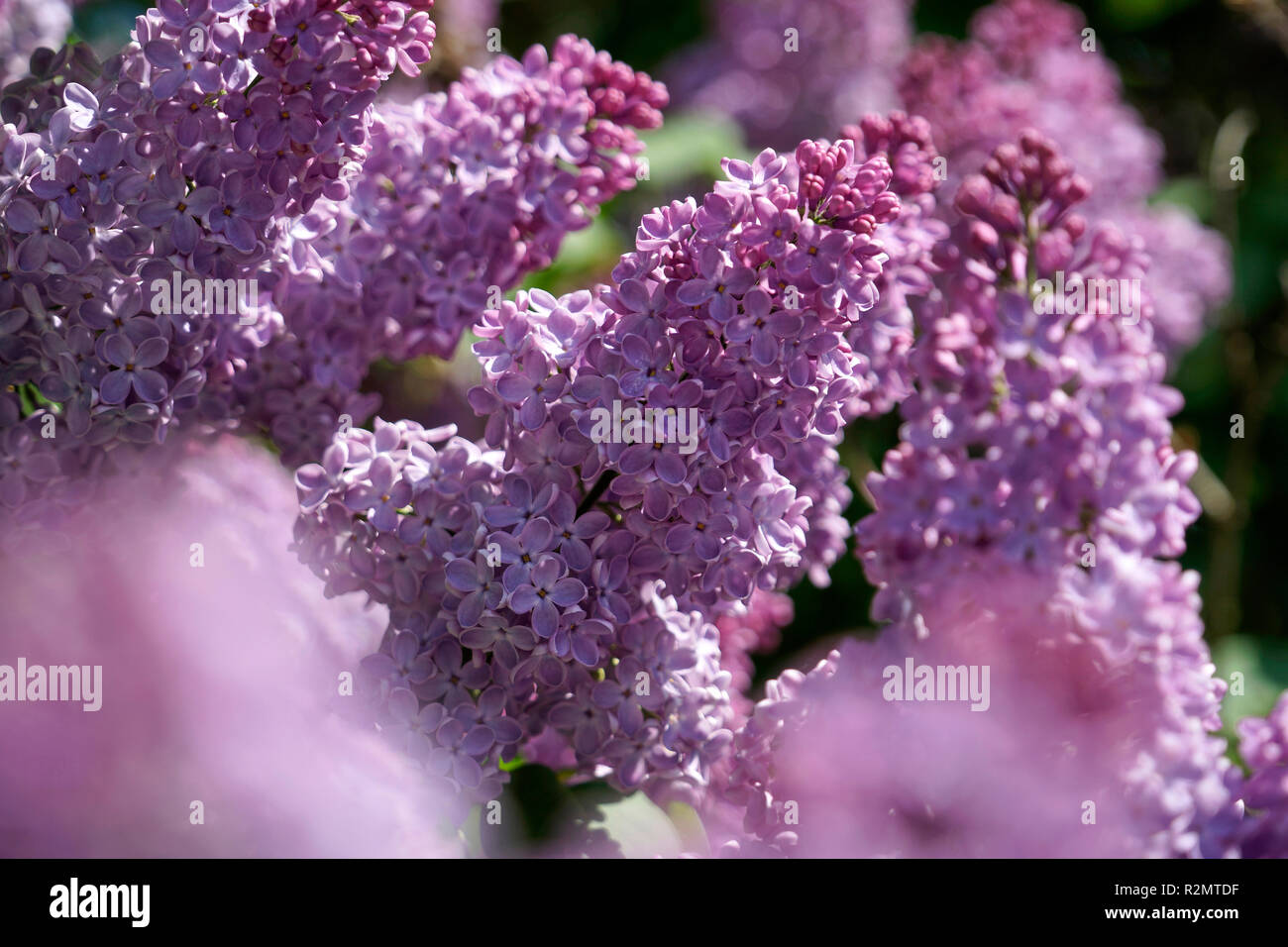 Las flores, de color lila, morado, cerrar Foto de stock