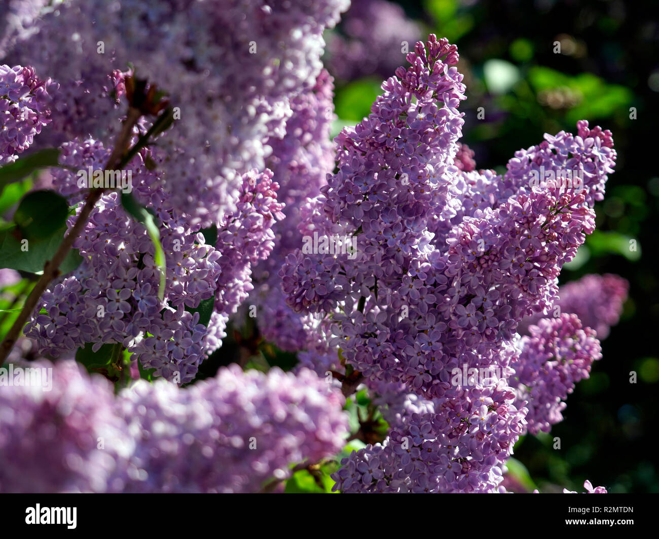 Las flores, de color lila, morado, cerrar Fotografía de stock - Alamy