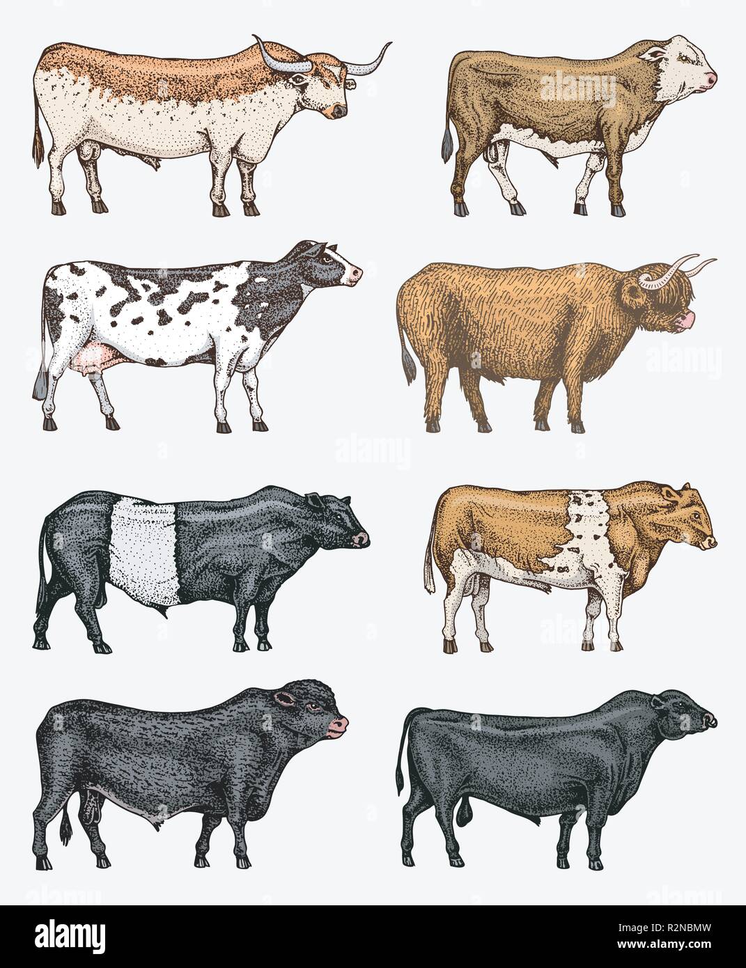 El ganado de granja toros y vacas. Las diferentes razas de animales domésticos. Grabado dibujado a mano dibujo monocromo. Línea vintage de arte Imagen Vector de stock - Alamy El ganado de granja toros y vacas. Las diferentes razas de animales domésticos. Grabado dibujado a mano dibujo monocromo. Línea vintage de arte Imagen Vector de stock - Alamy