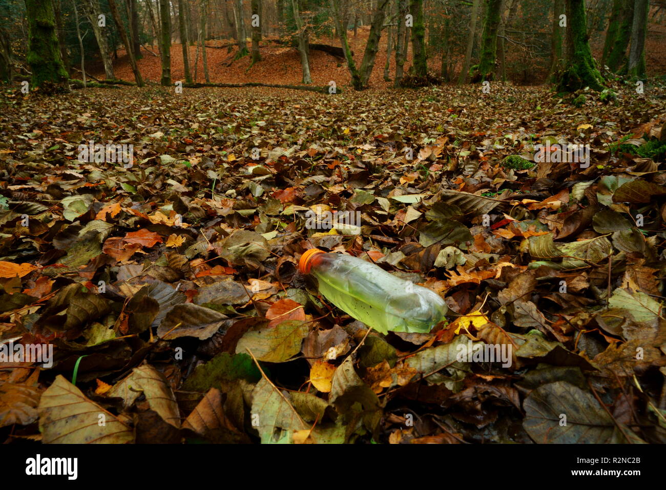 Bosque de Ashdown Sussex Reino Unido una botella de plástico desechados en un entorno arbolado Foto de stock