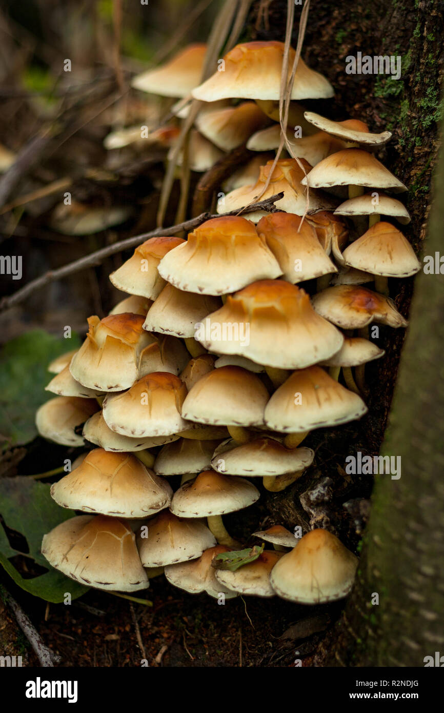 Un grupo de hongos en el tronco de un árbol muerto Foto de stock