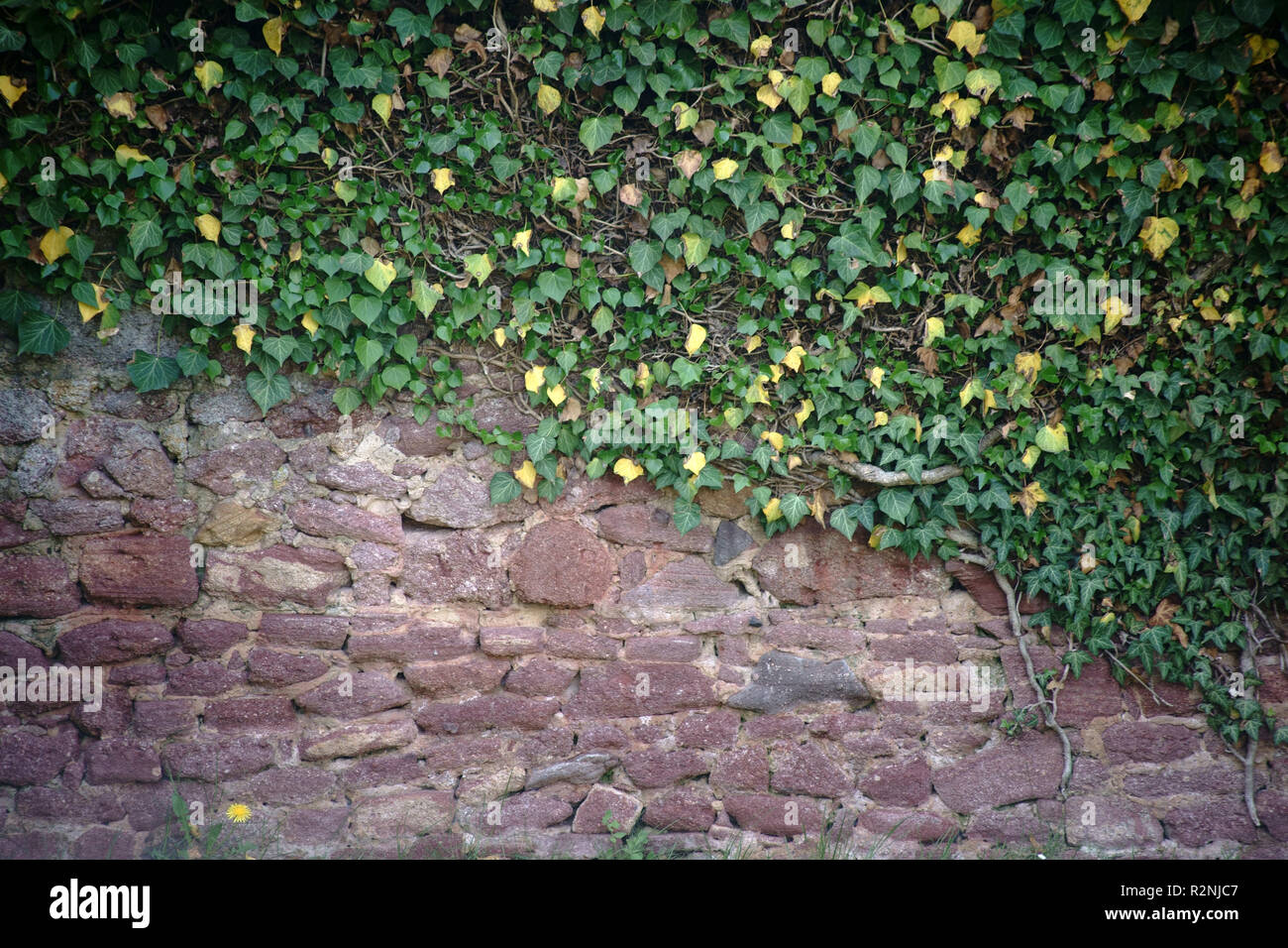 Planta trepadora con hojas verdes crece un muro rústico, Foto de stock