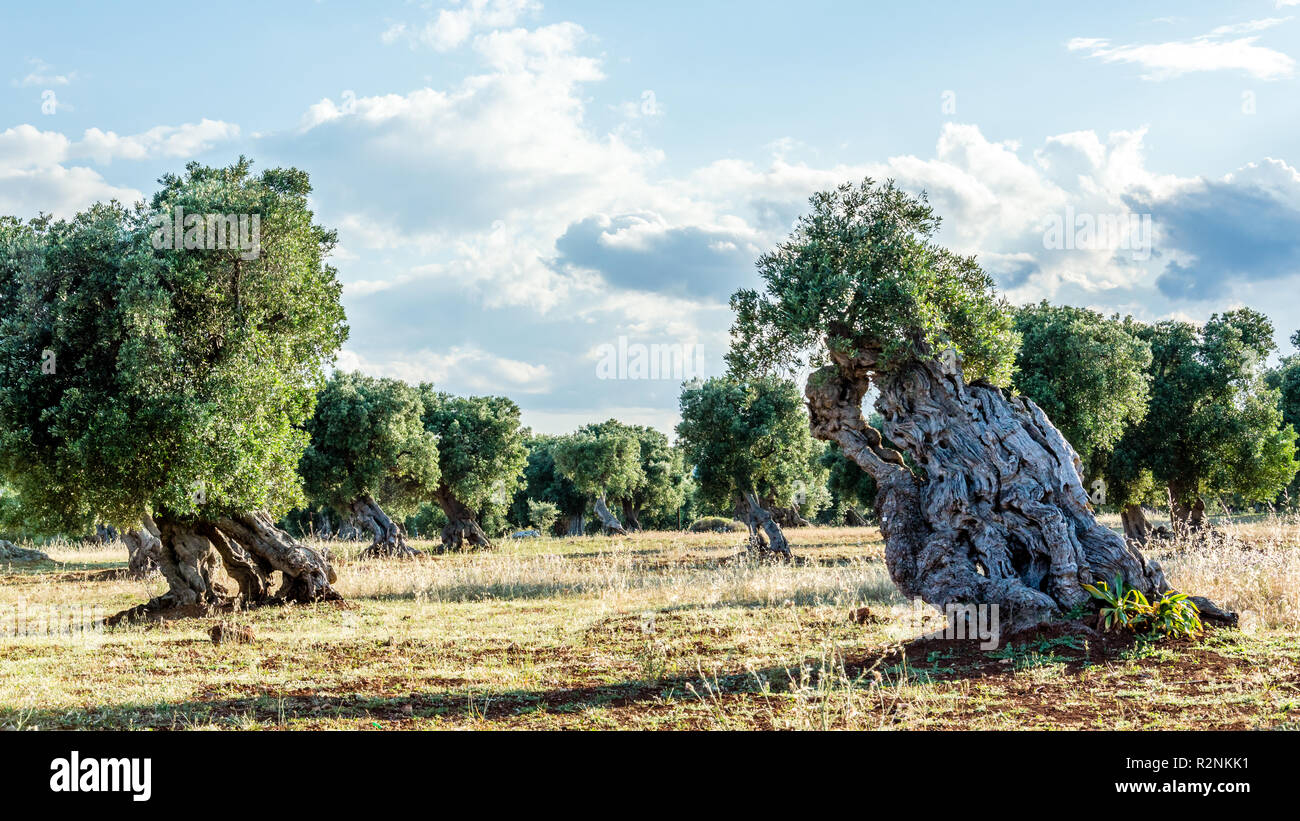 Olivos en el campo cerca de la aldea blanca medieval de Ostuni Foto de stock