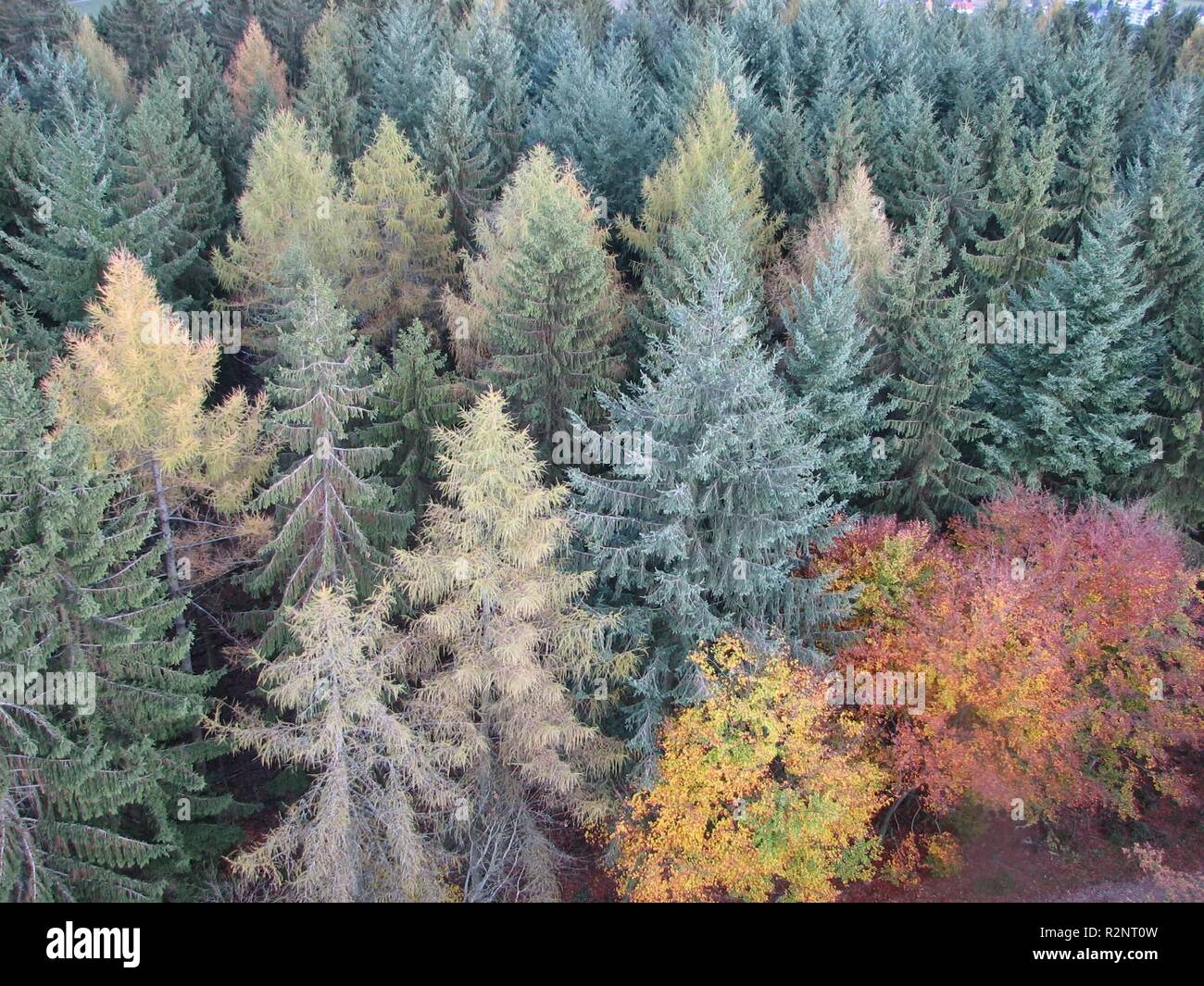 Los colores del bosque Foto de stock