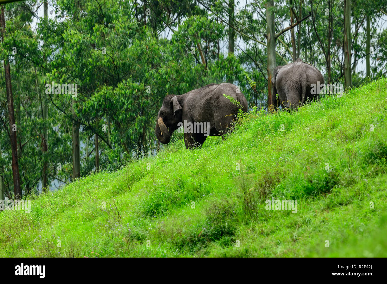 Los elefantes salvajes de pastoreo en pasto verde bosque pradera. familia de elefantes en safari aventura trekking en montaña de Munnar, Kerala, India. Foto de stock