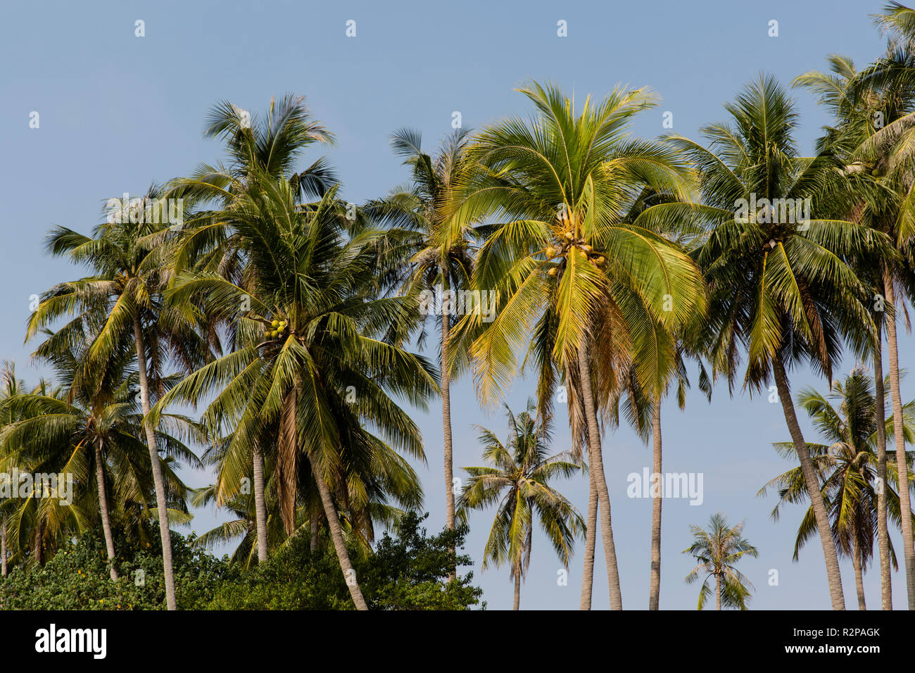 Grupo de palmeras fotografías e imágenes de alta resolución - Alamy