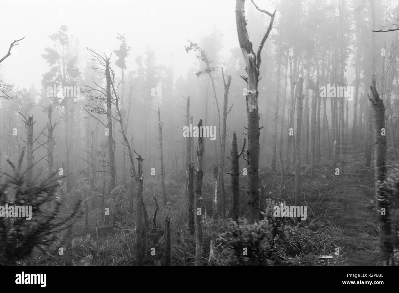 Monocromo místico bosque nuboso, árboles sin tops Foto de stock