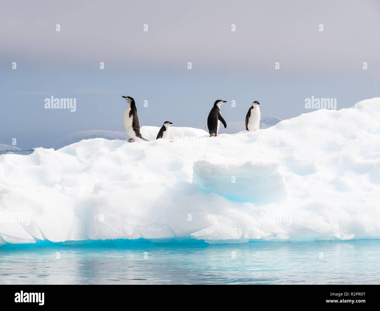 Cuatro, pingüinos de barbijo (Pygoscelis antarcticus, de pie en la banquisa en Anna Cove, el Estrecho de Gerlache, en la Península Antártica, en la Antártida Foto de stock