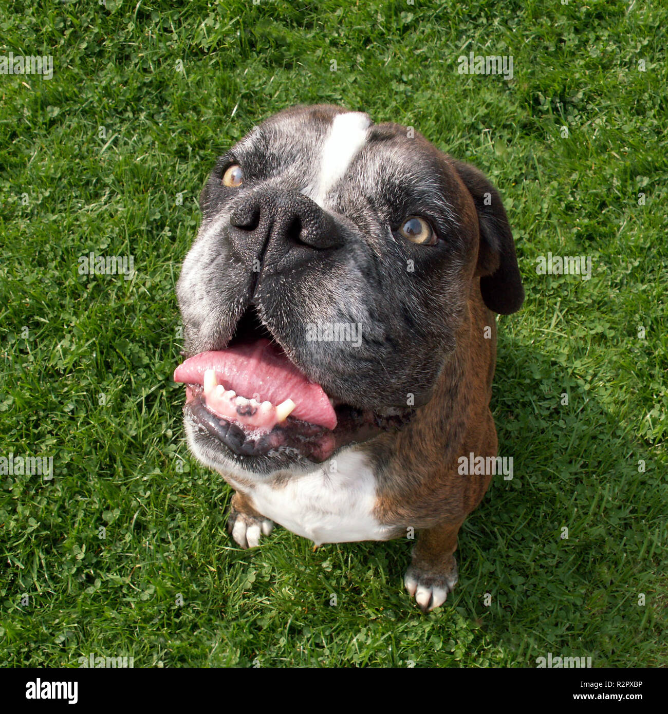 Boxer (raza de perro) - busca rígido Foto de stock