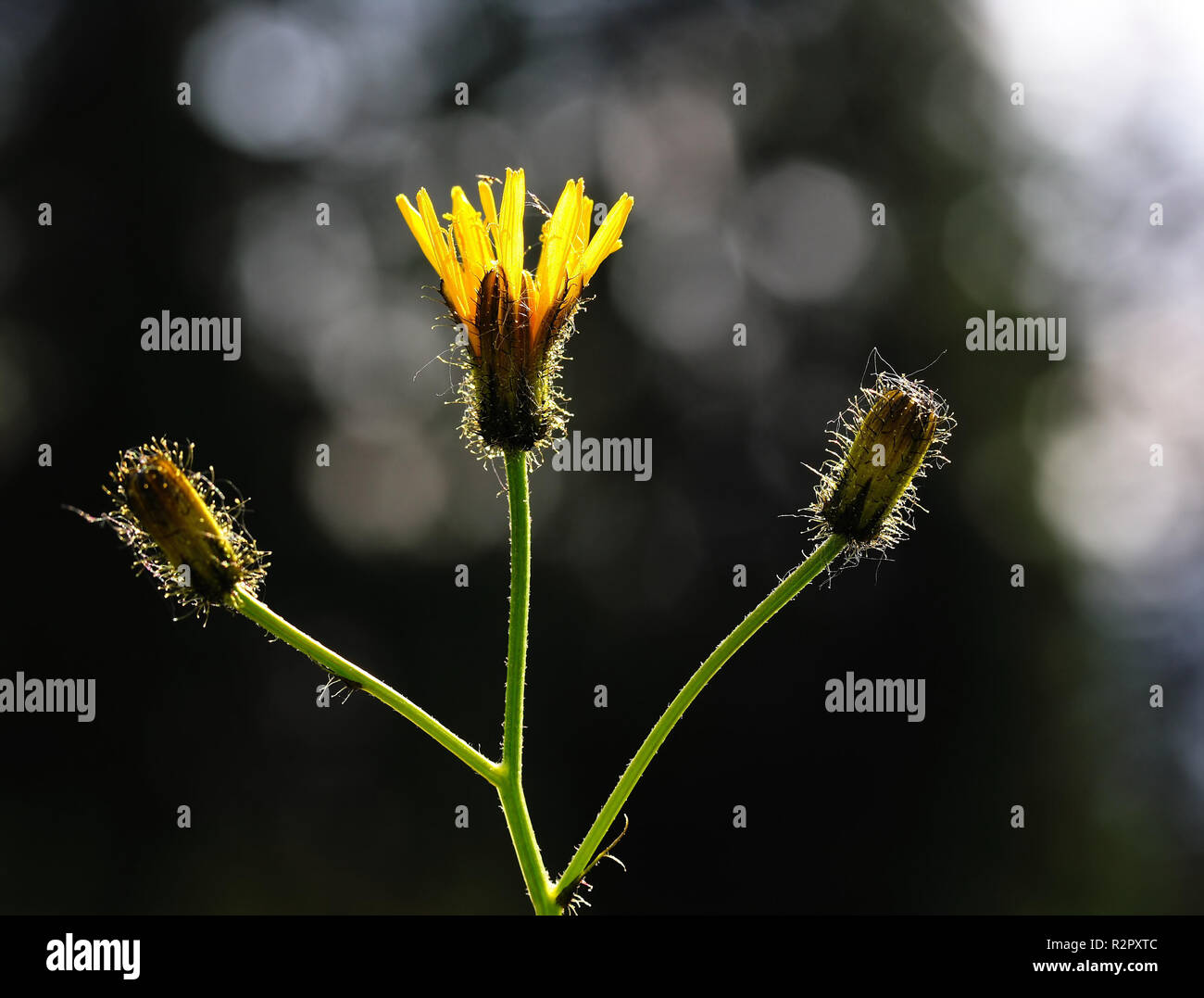 En la retroiluminación hawkweed Foto de stock