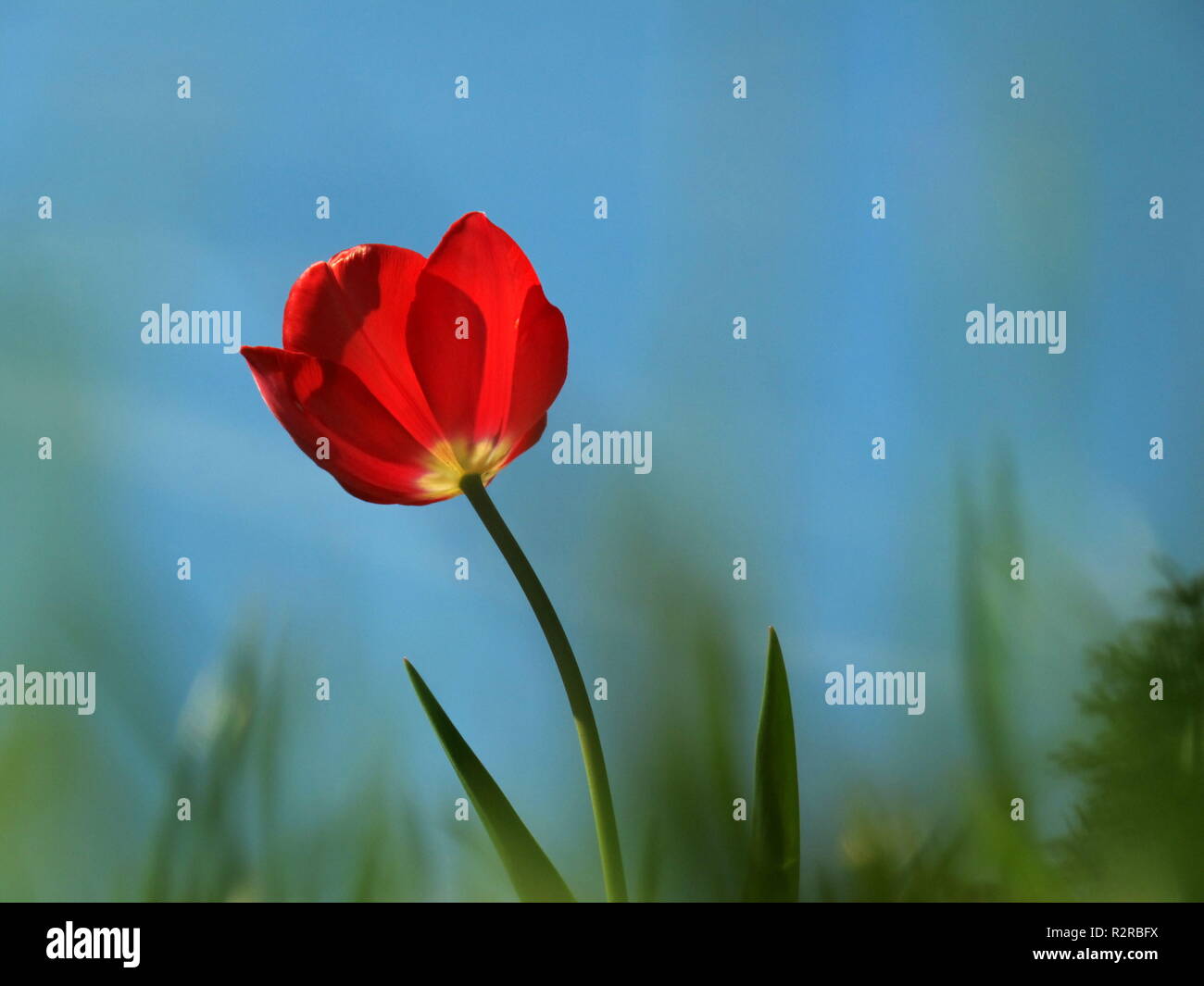 tulipán rojo Foto de stock
