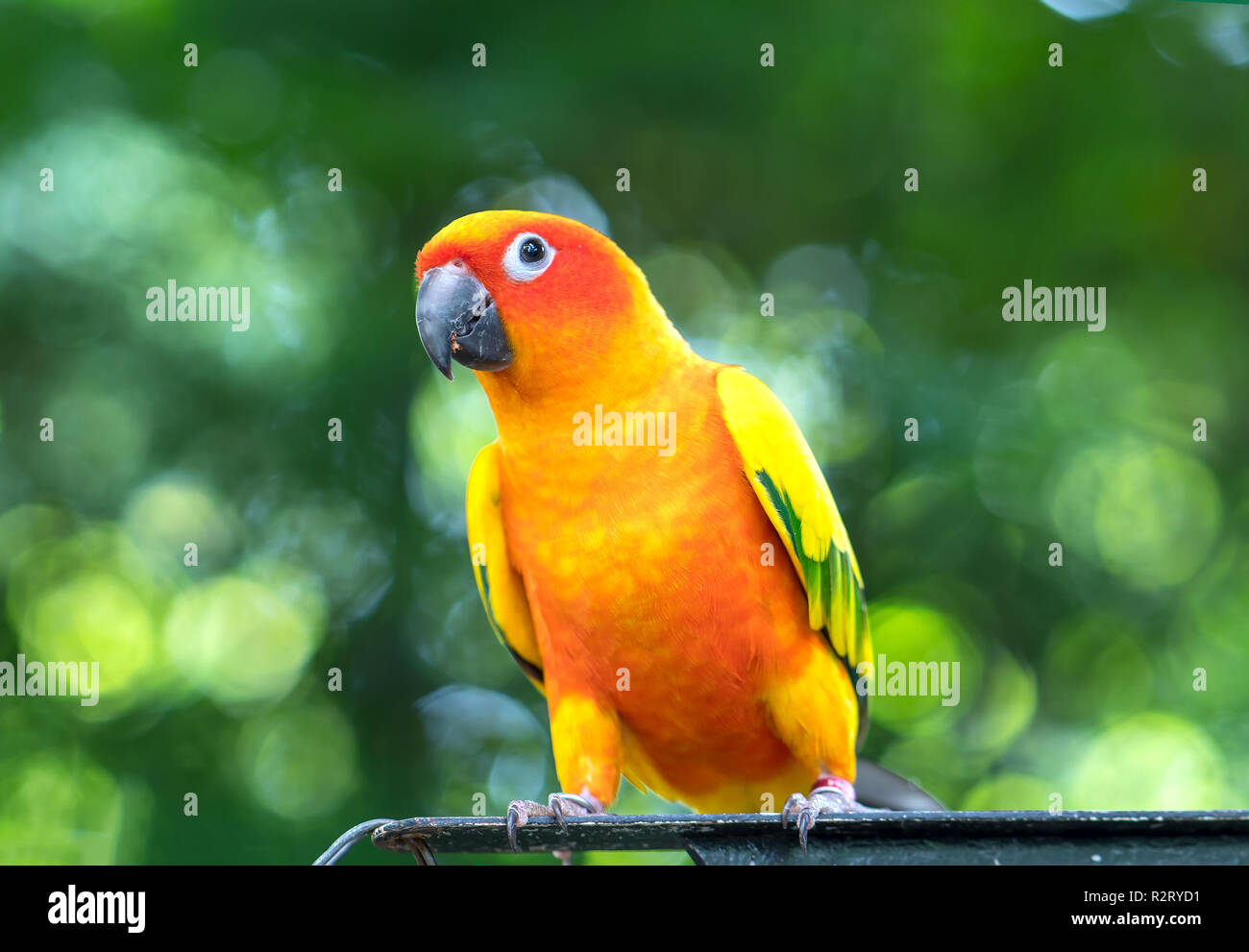 El colorido loro es relajante en la valla. Este lovebird vive en el bosque y se domesticaron animales domésticos Foto de stock