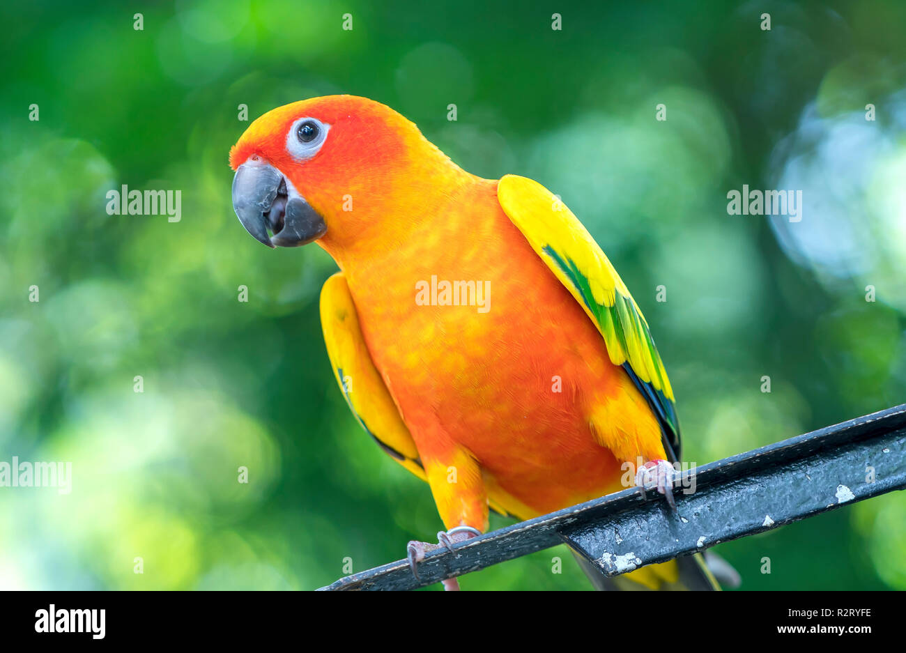 El colorido loro es relajante en la valla. Este lovebird vive en el bosque y se domesticaron animales domésticos Foto de stock
