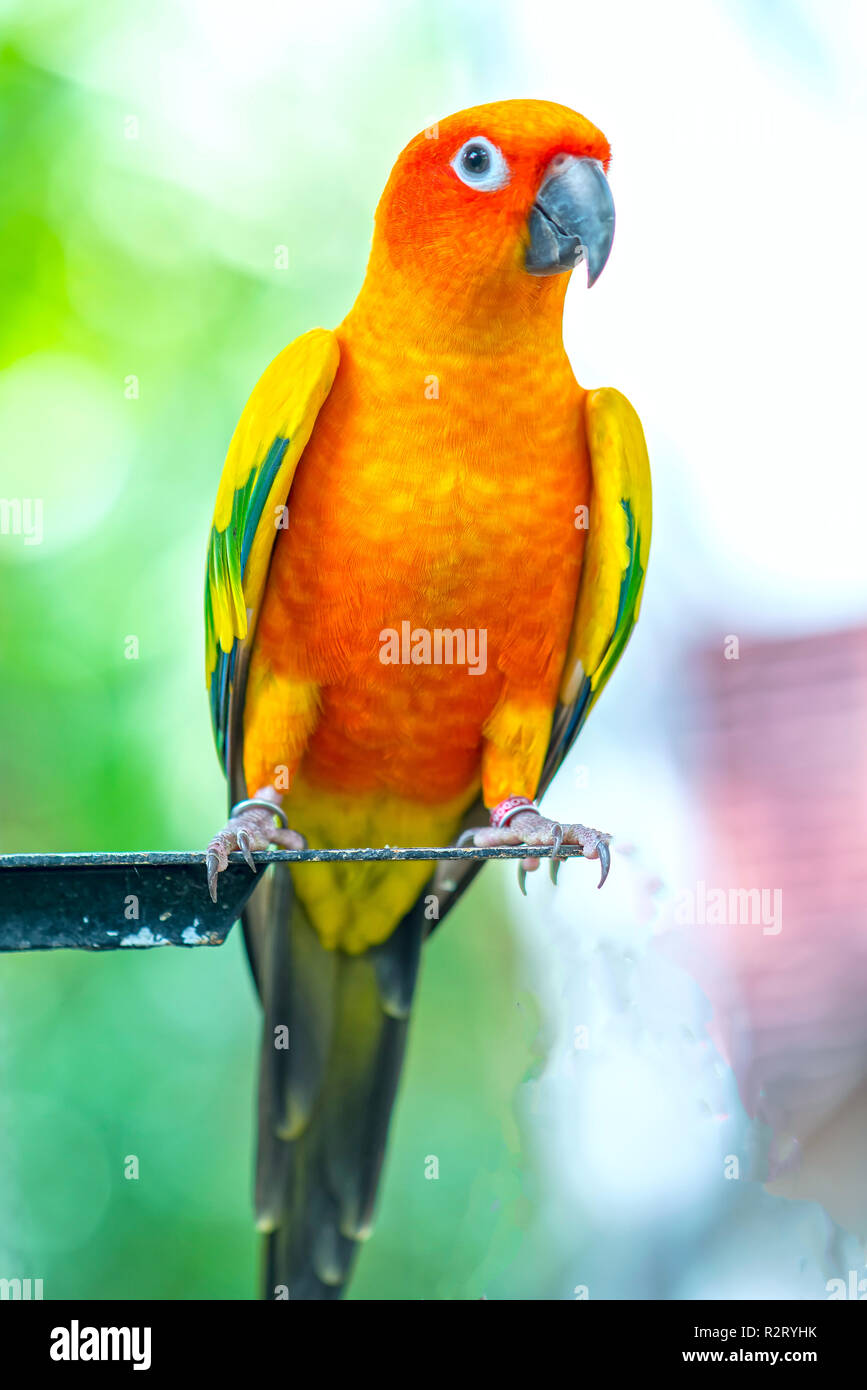 El colorido loro es relajante en la valla. Este lovebird vive en el bosque y se domesticaron animales domésticos Foto de stock