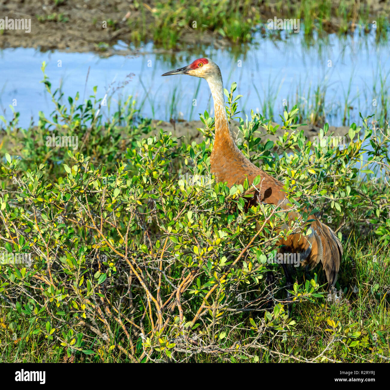 Llanura ártica fotografías e imágenes de alta resolución Alamy