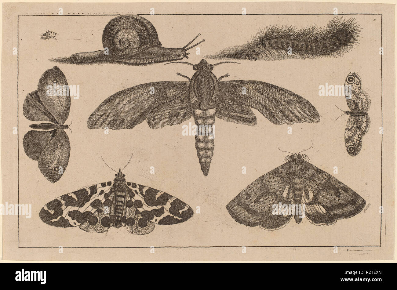 Seis insectos, Caterpillar y un caracol. Medio: el grabado. Museo: La Galería Nacional de Arte, Washington DC. Autor: Wenceslao grite. Foto de stock