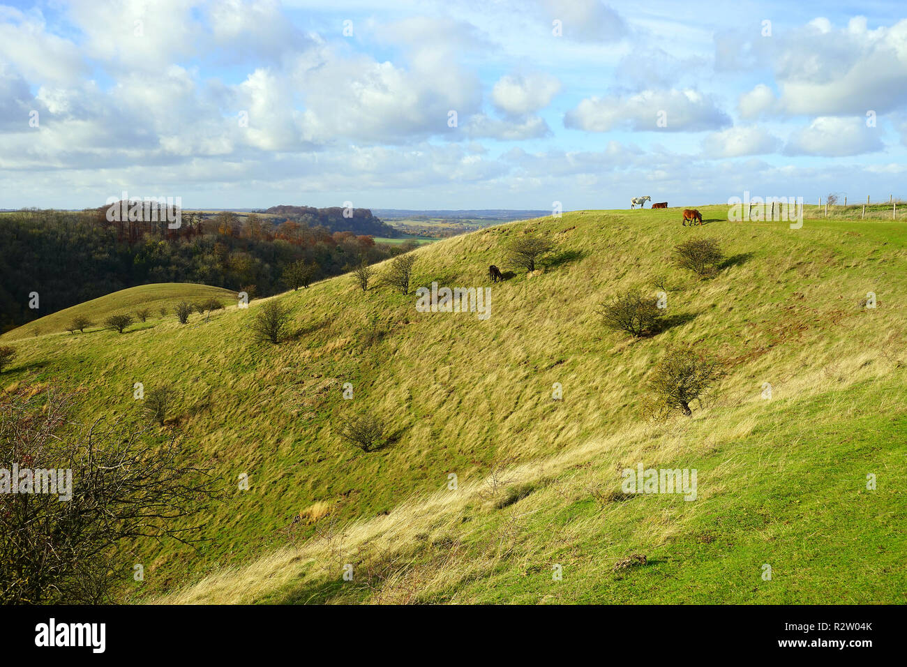Vistas a la Reserva Natural de Barton Hills en Bedforshire Foto de stock