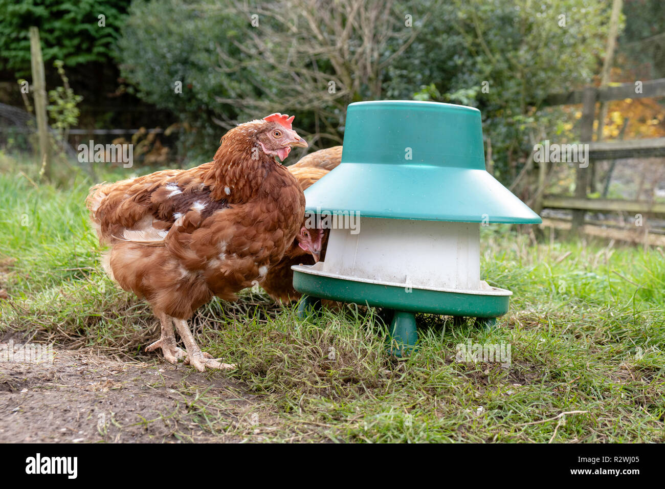 Batería jubilado gallina disfrutando del aire fresco en su nuevo hogar. Foto de stock