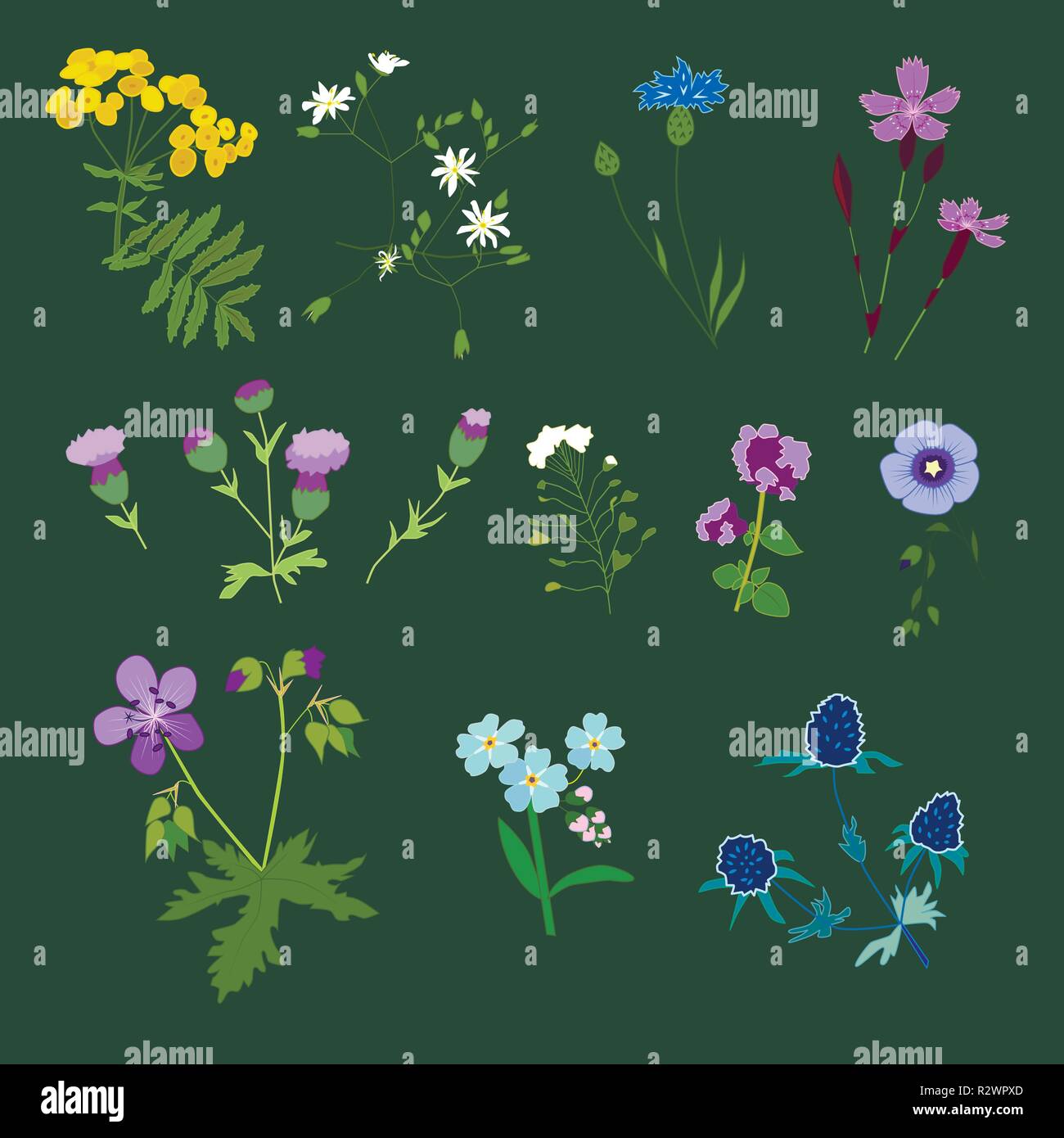 Conjunto de flores del campo, ilustración vectorial Ilustración del Vector