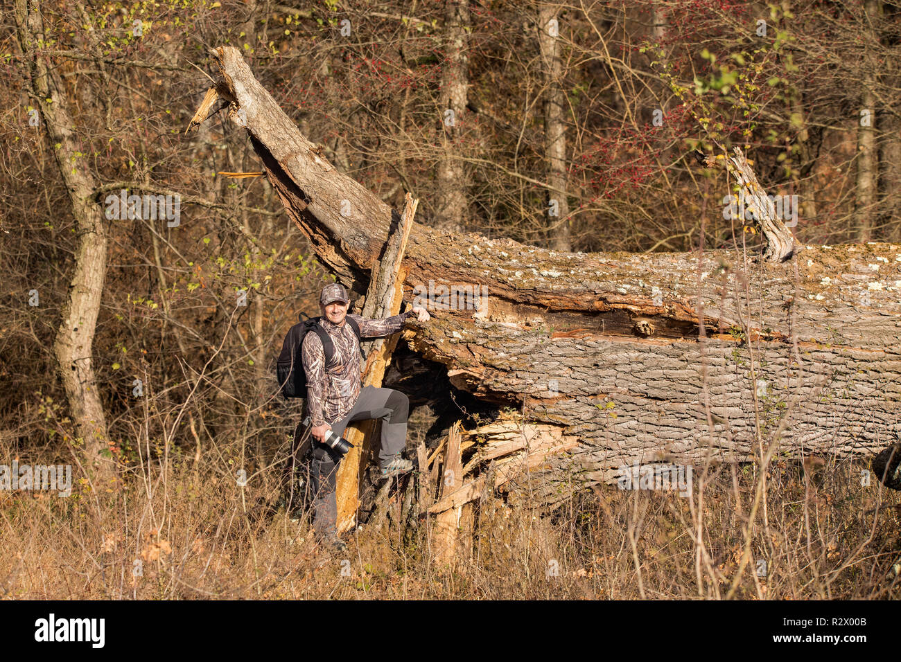 Un hombre en un traje de camuflaje junto a un viejo roble caído después de la tormenta Foto de stock