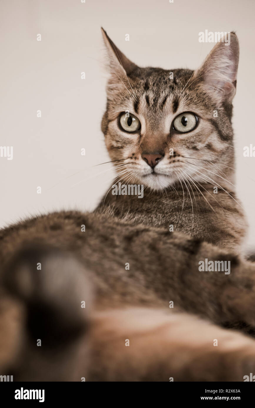 Raza de gato rara fotografías e imágenes de alta resolución - Página 9 -  Alamy