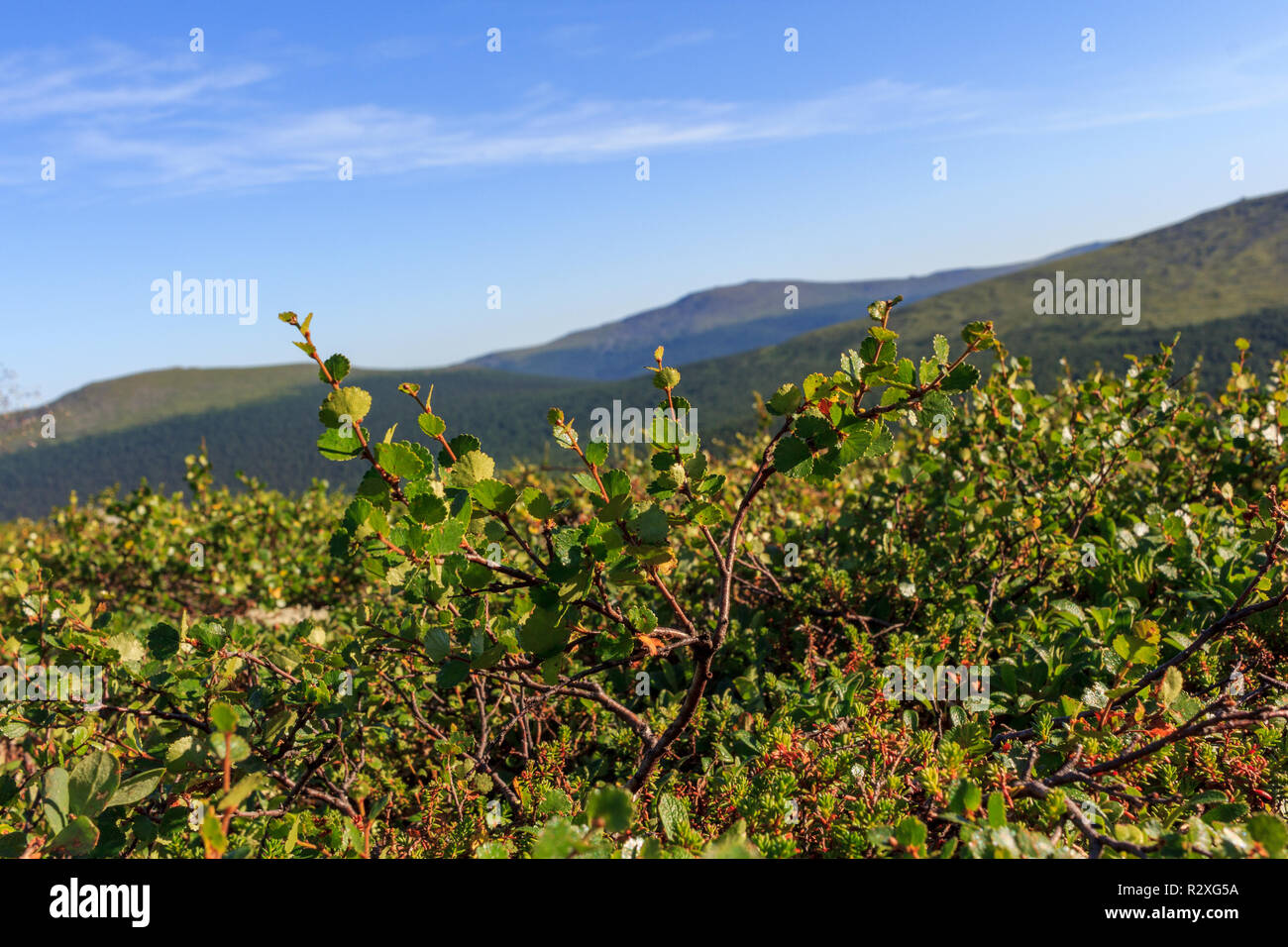 Arbustos enanos y rododendros son la base de la taiga. La vegetación de taiga con el telón de fondo de las montañas de Ural. Las plantas, musgos y pastos del norte de los Urales. Foto de stock