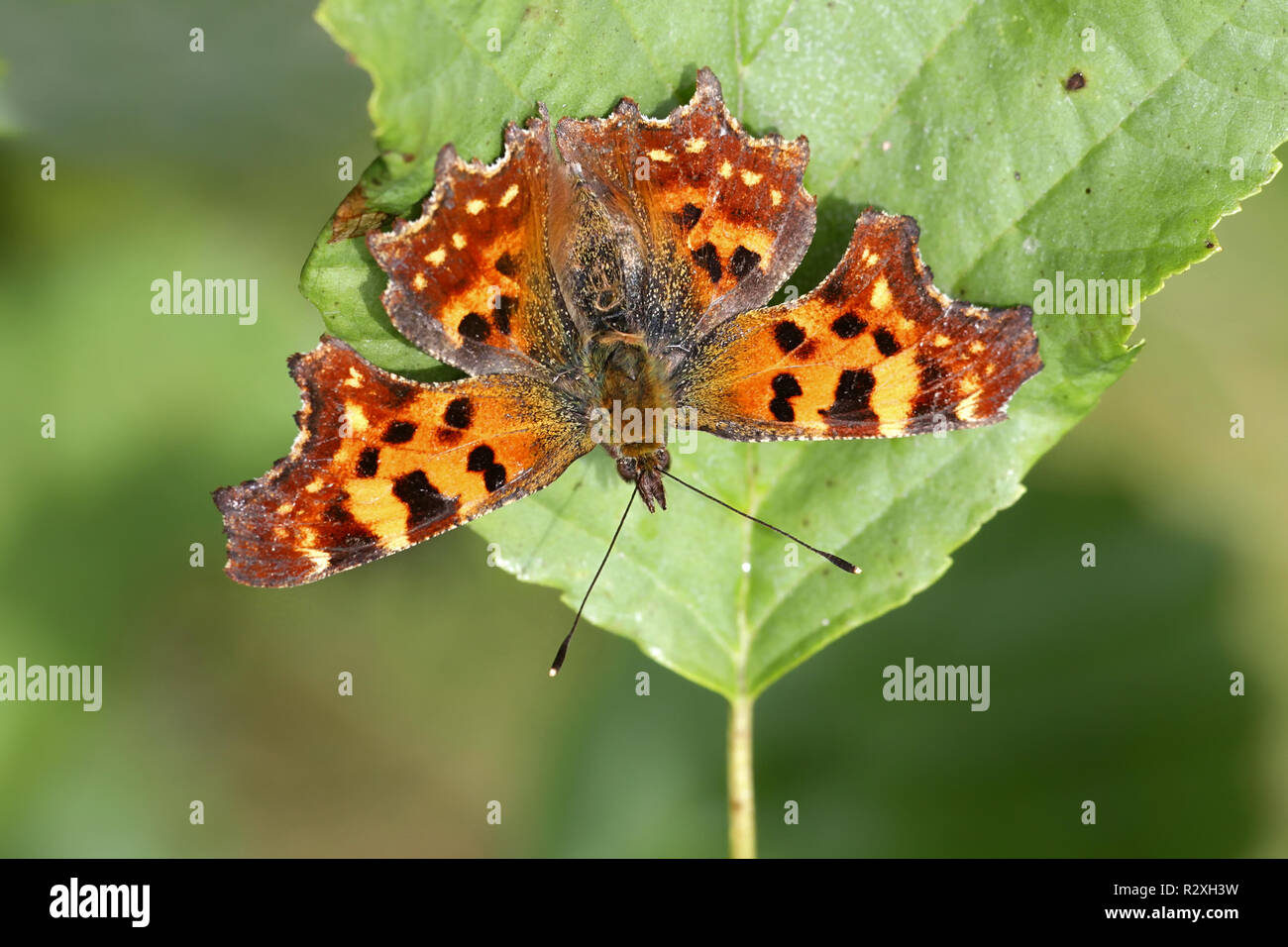 Coma mariposa Polygonia c-album Foto de stock