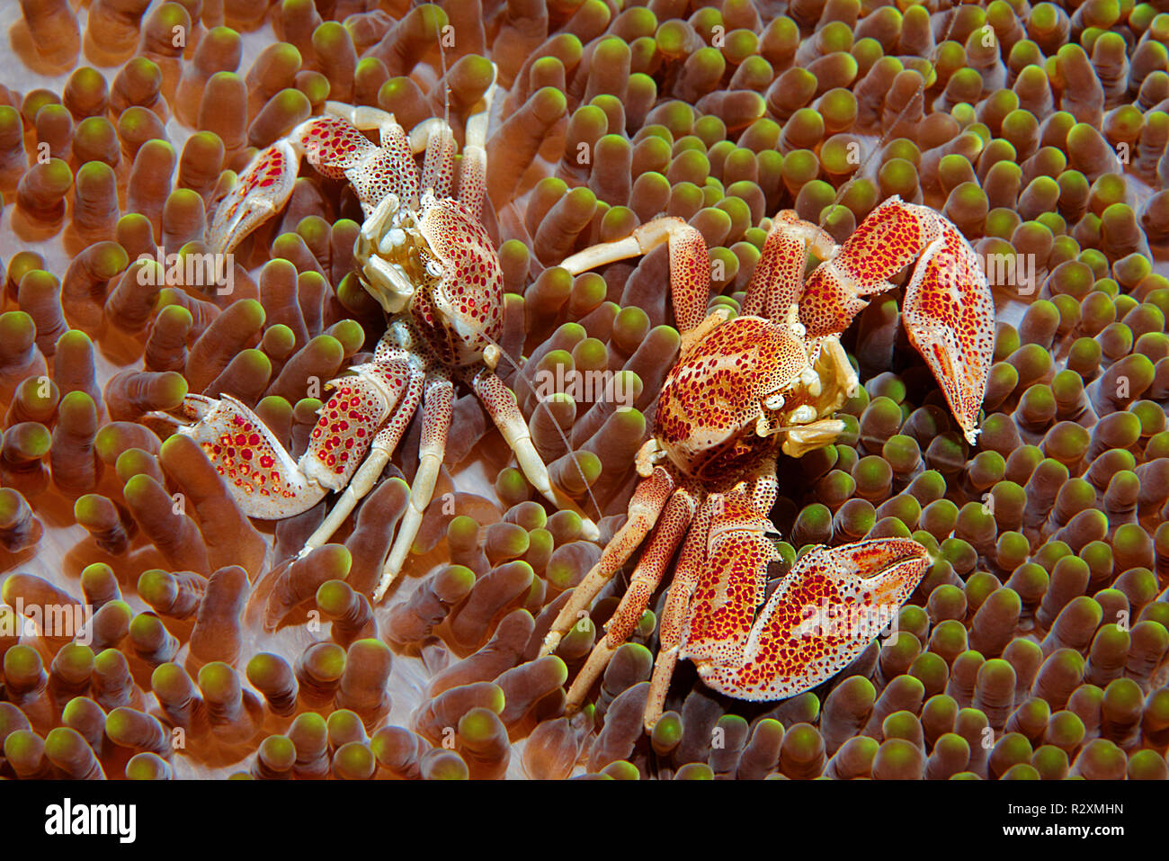 Dos manchas de cangrejos de porcelana (Neopetrolisthes maculatus) en una anémona de mar Haddons (Stichodactyla haddoni), Sabang Beach, Mindoro, Filipinas Foto de stock