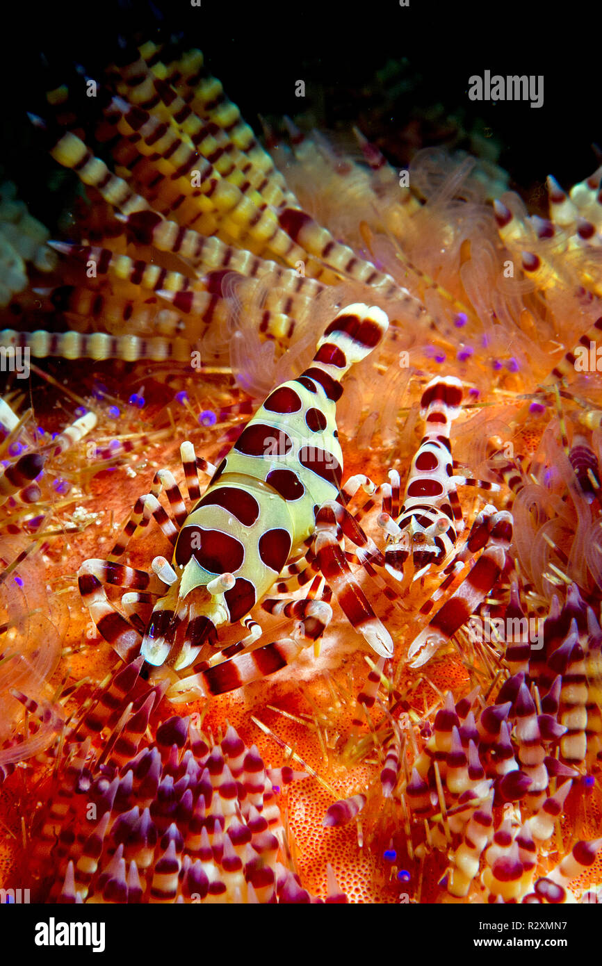 Camarón Colemans (Periclimenes colemani) vive en fuego Astenosoma varium (erizos de mar), SIMBIOSIS, isla de Komodo, Indonesia Foto de stock