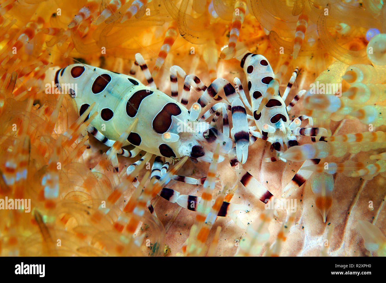 Camarón Colemans (Periclimenes colemani) vive en fuego Astenosoma varium (erizos de mar), SIMBIOSIS, Bali, Indonesia Foto de stock