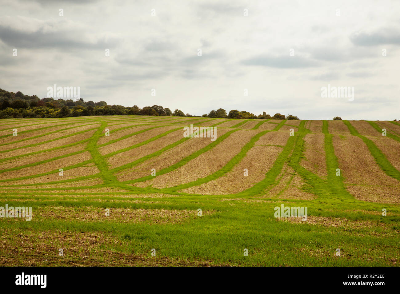 Paisaje de tierras de cultivo en agosto, un paisaje ondulado con verde y marrón, verdes campos de cultivo en franjas a través de los campos arados después de la cosecha. Foto de stock