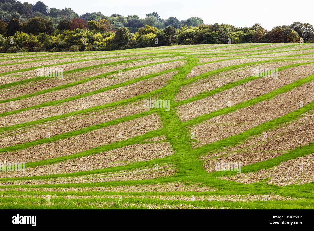 Paisaje de tierras de cultivo en agosto, un paisaje ondulado con verde y marrón, verdes campos de cultivo en franjas a través de los campos arados después de la cosecha. Foto de stock