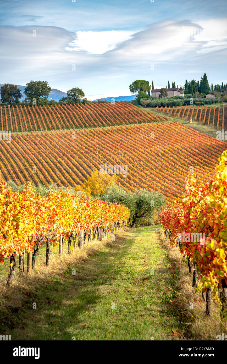 Viñas de vino Sagrantino en otoño, Montefalco, Umbría. Foto de stock