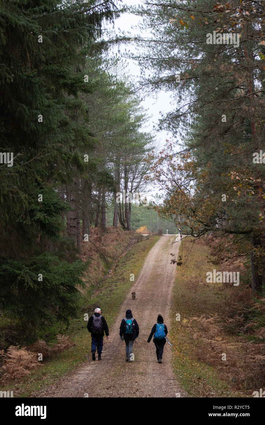 Tres personas caminata en el bosque en el país camino durante el otoño vistiendo mochilas Foto de stock