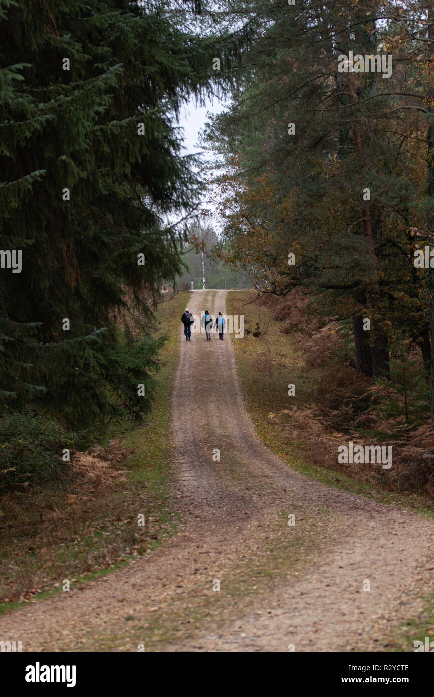 Tres personas caminata en el bosque en el país camino durante el otoño vistiendo mochilas Foto de stock