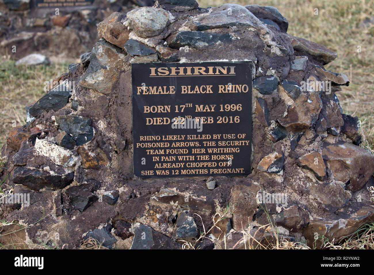 Placa conmemorativa a la caza furtiva de rinocerontes negros, una hembra pregant Ishirini rodada en 2016 con flechas envenenadas, Ol Pejeta Conservancy, Kenia Foto de stock